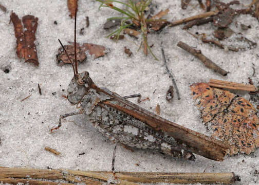 Image of Longhorn Band-wing Grasshopper