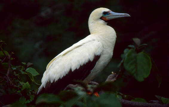 Image of Red-footed Booby