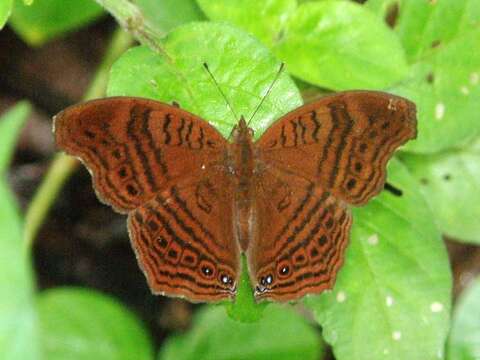 Imagem de Junonia stygia Aurivillius 1894