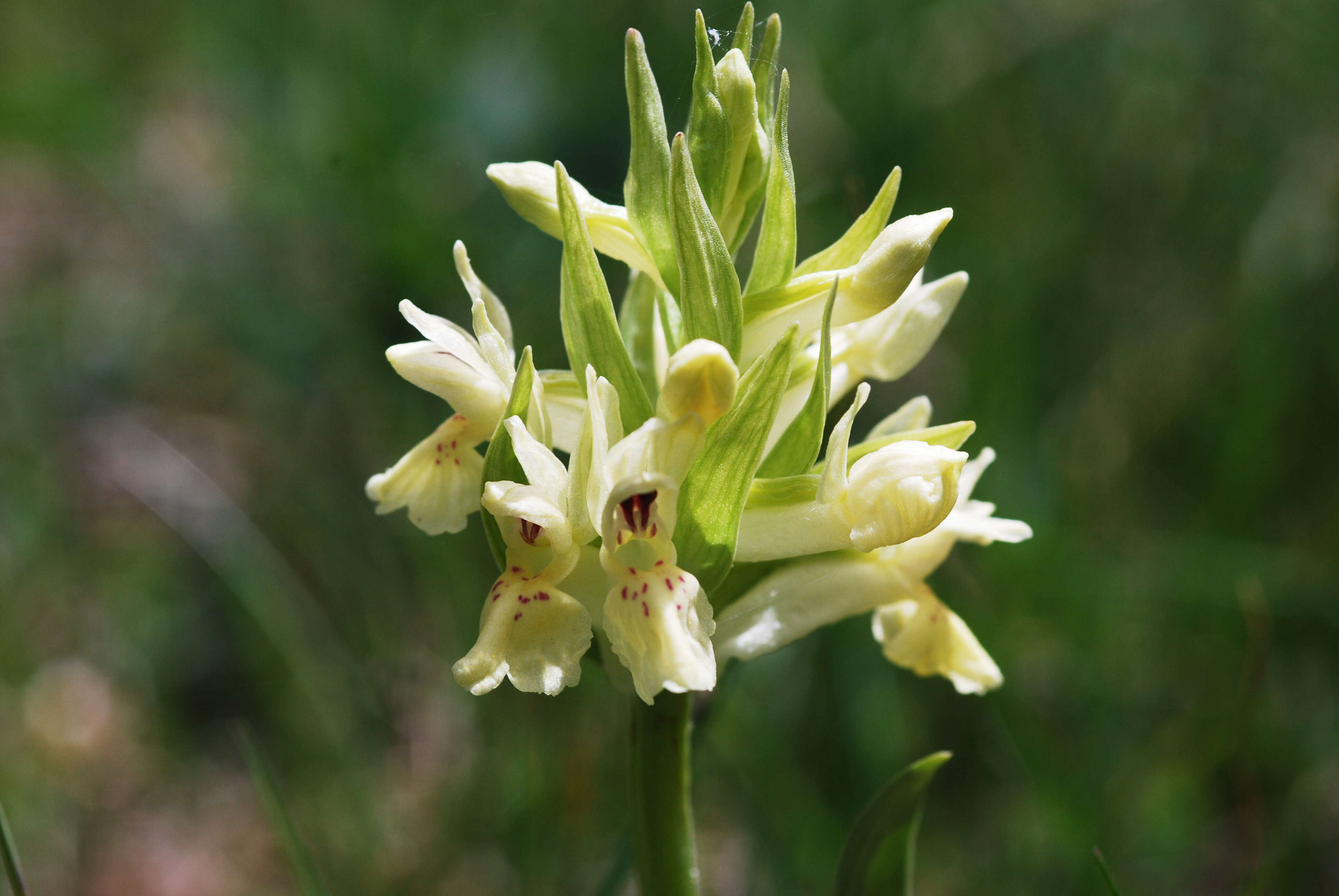 Image of Elder-flowered orchid