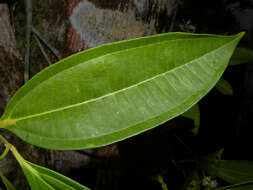 Image of Miconia poeppigii Triana