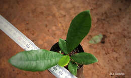 Image of Bark Cloth Fig