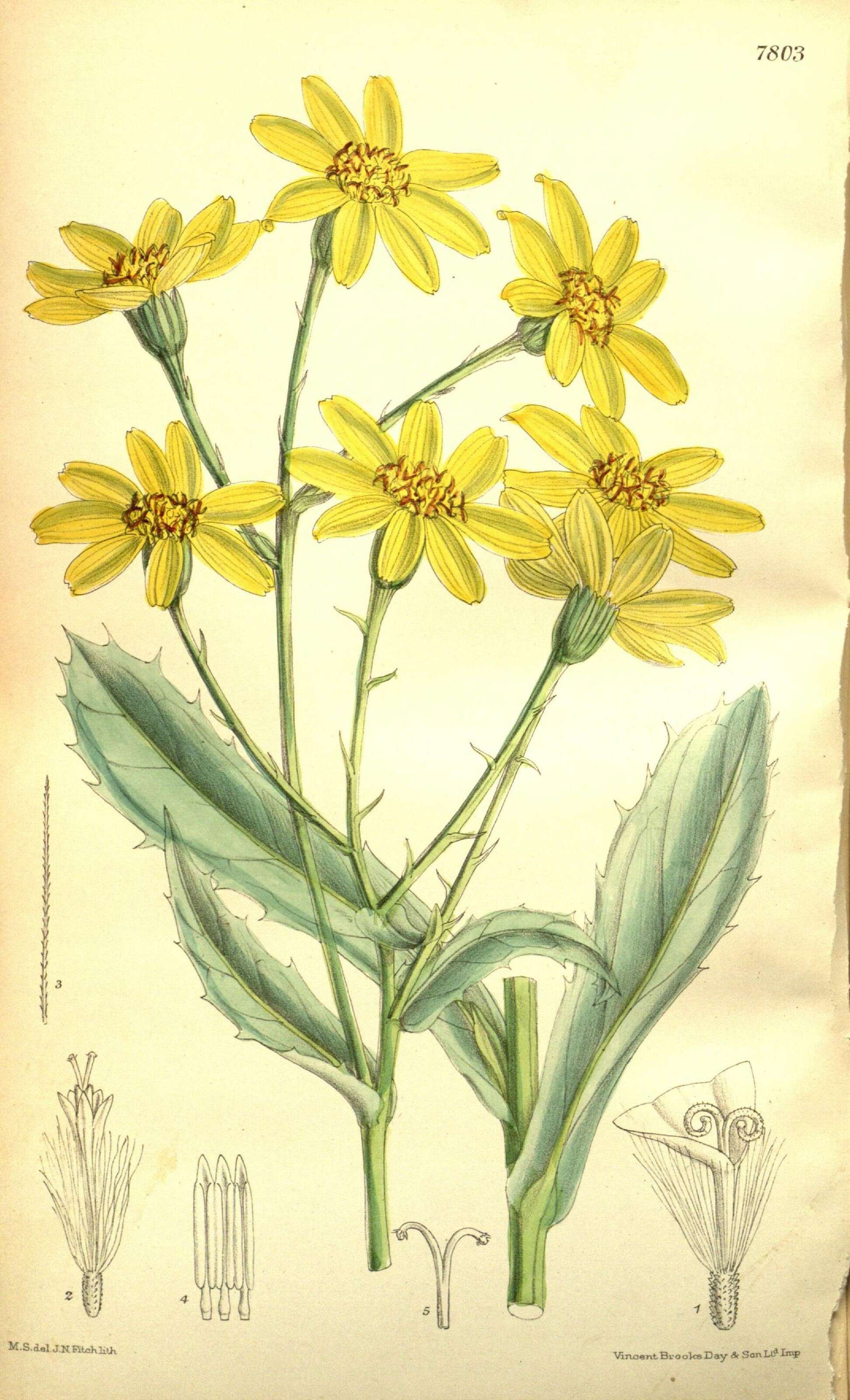 Image of tall yellowtop