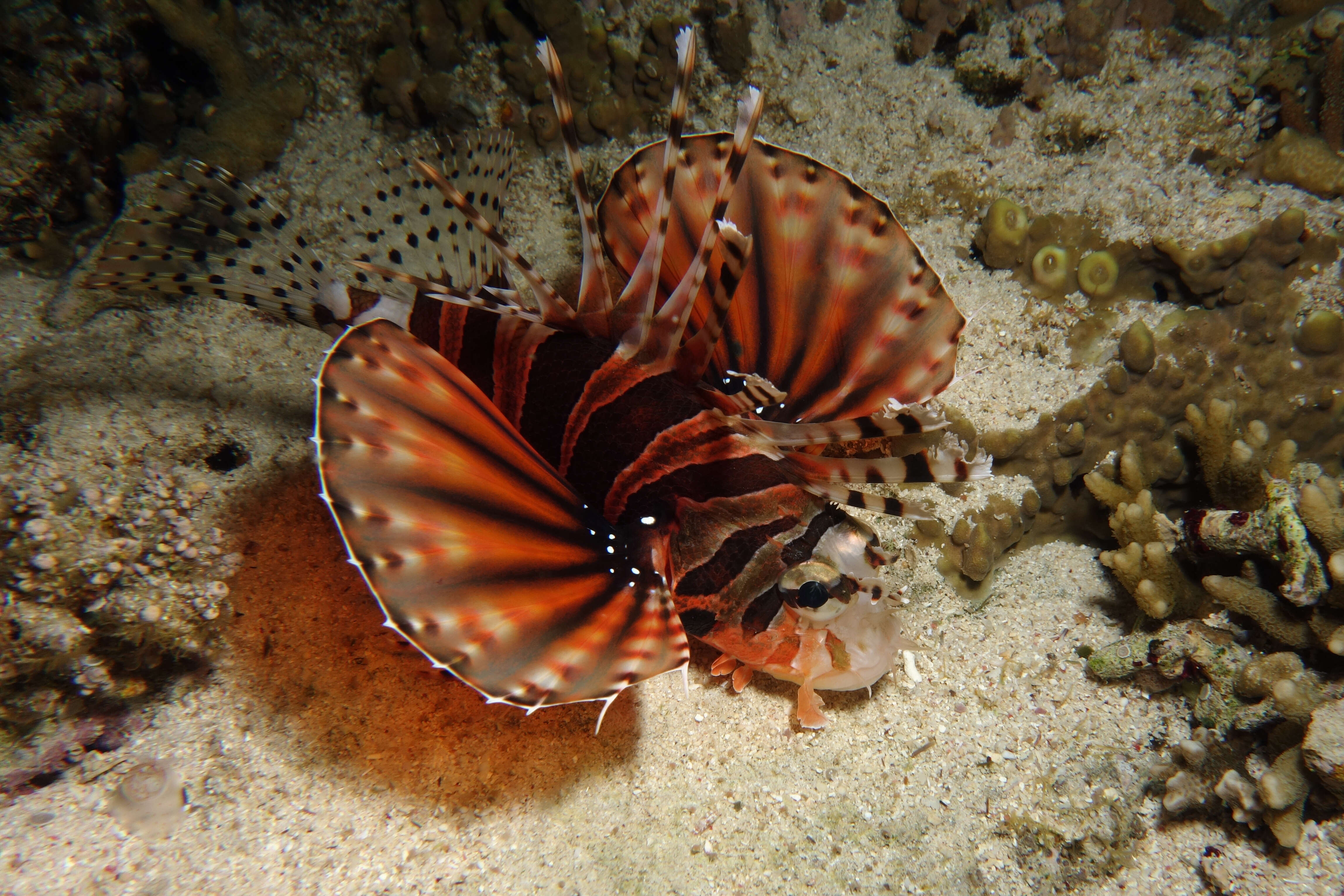 Image of Zebra lionfish