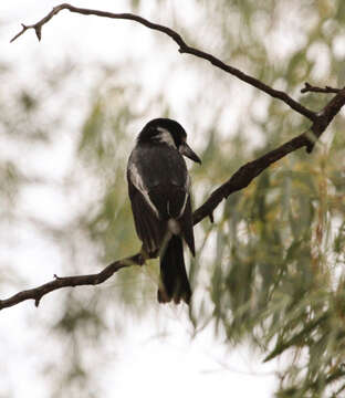 Image of Cracticus torquatus torquatus (Latham 1801)