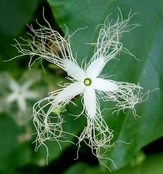 Image of Snake Gourds