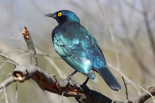 Image of Lamprotornis Temminck 1820