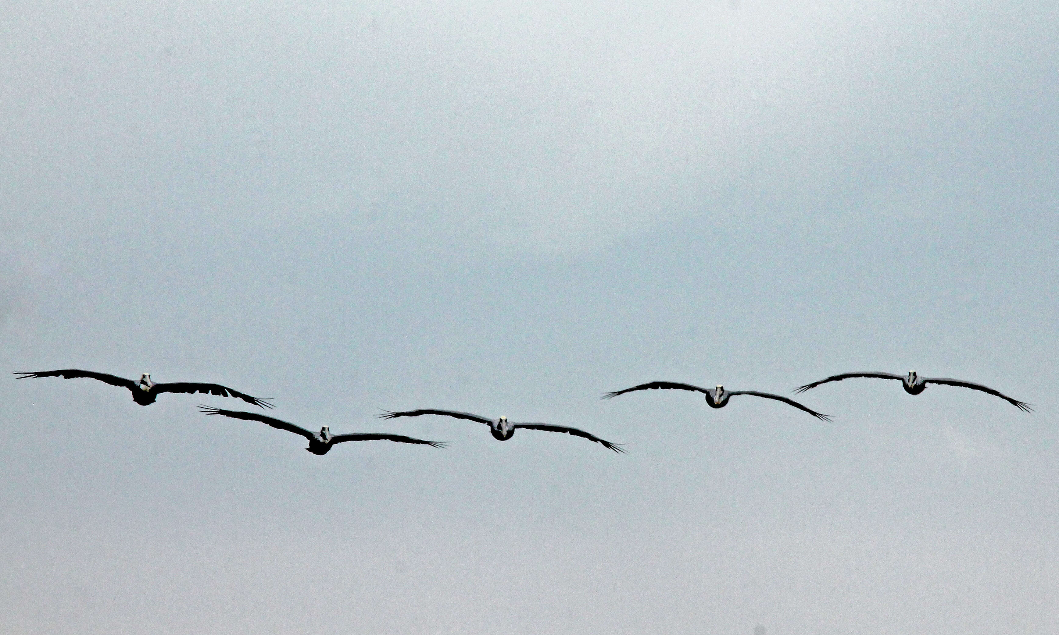 Image of pelicans