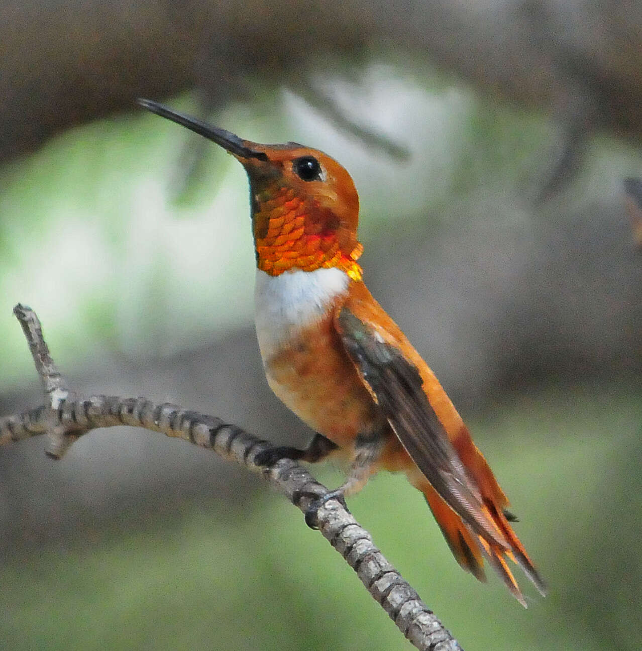 Image de Colibri roux