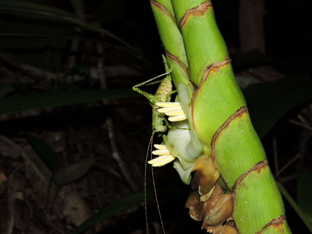 صورة Werauhia gladioliflora (H. Wendl.) J. R. Grant