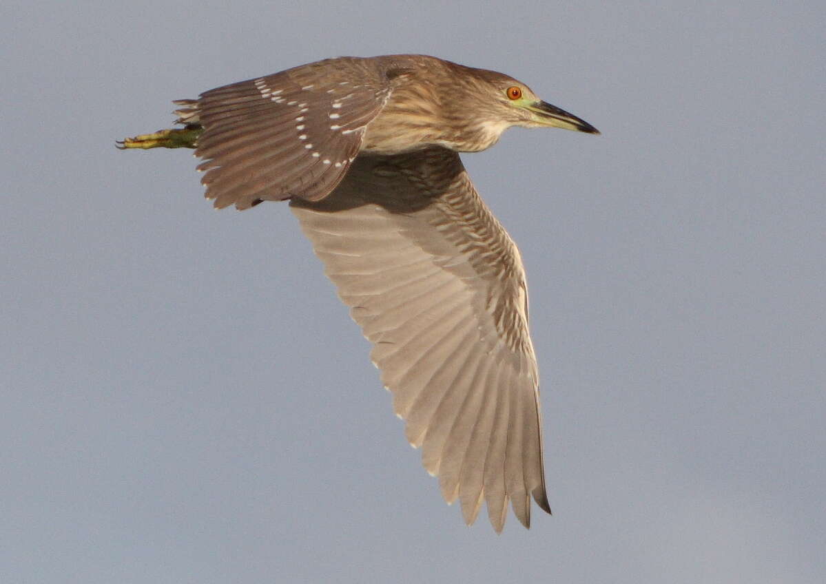 Image of Night Herons