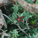 Image of Ceropegia venenosa subsp. venenosa