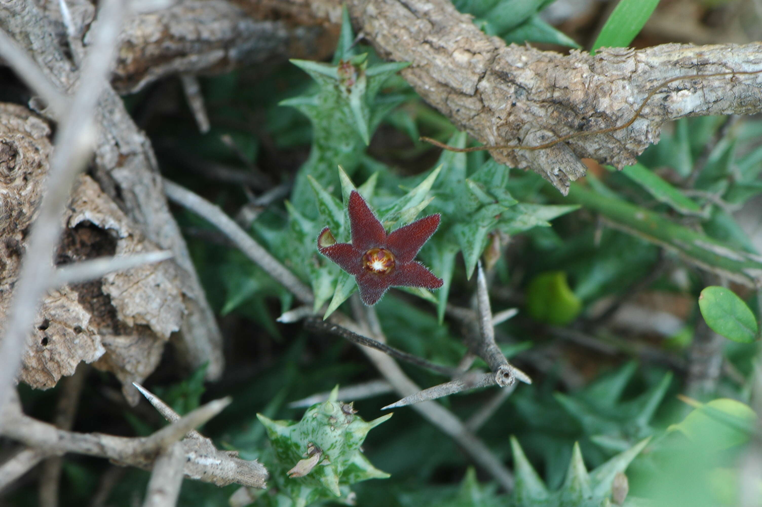 Image de Ceropegia venenosa (Maire) Bruyns