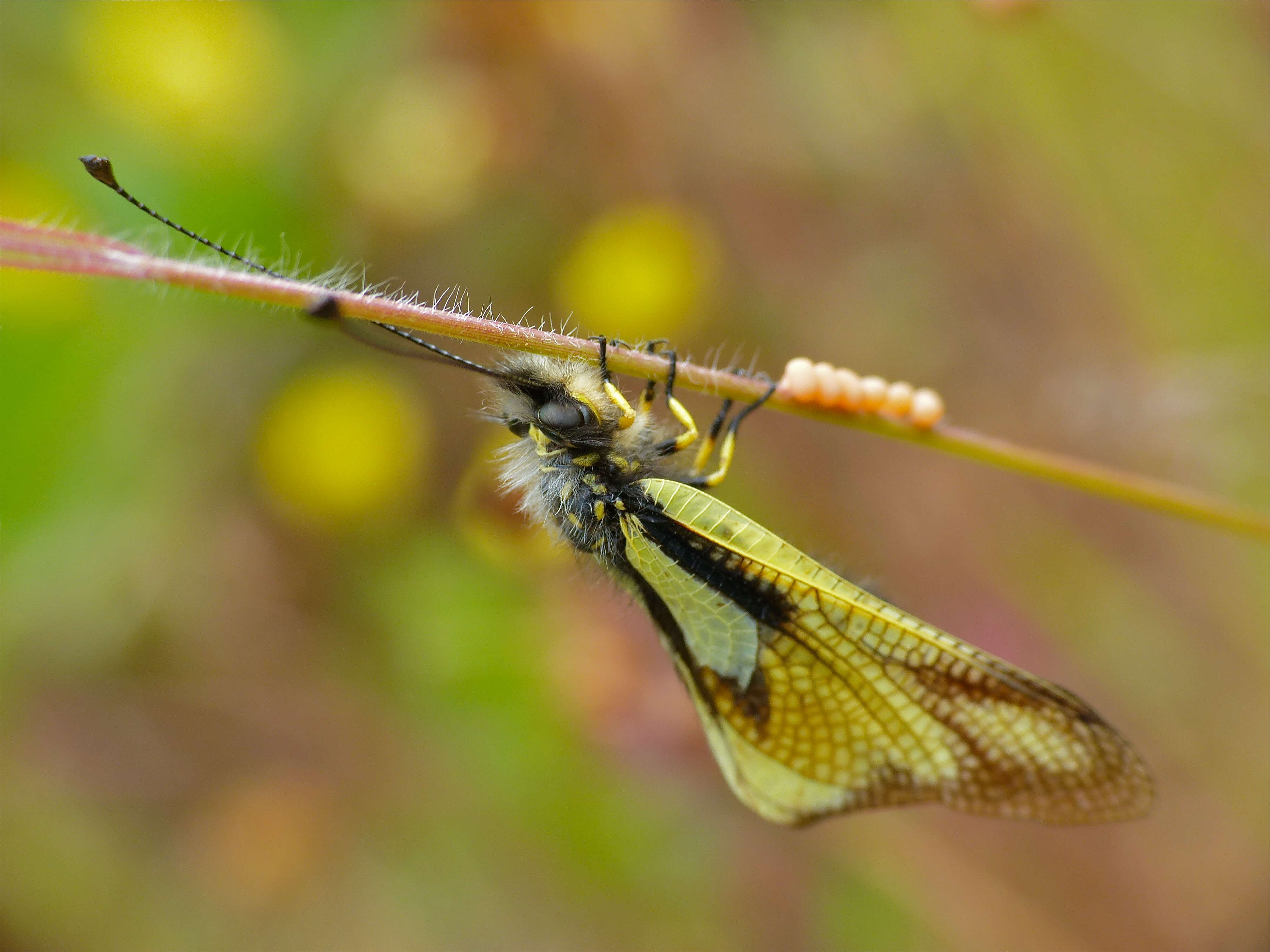 Image of Owly sulphur