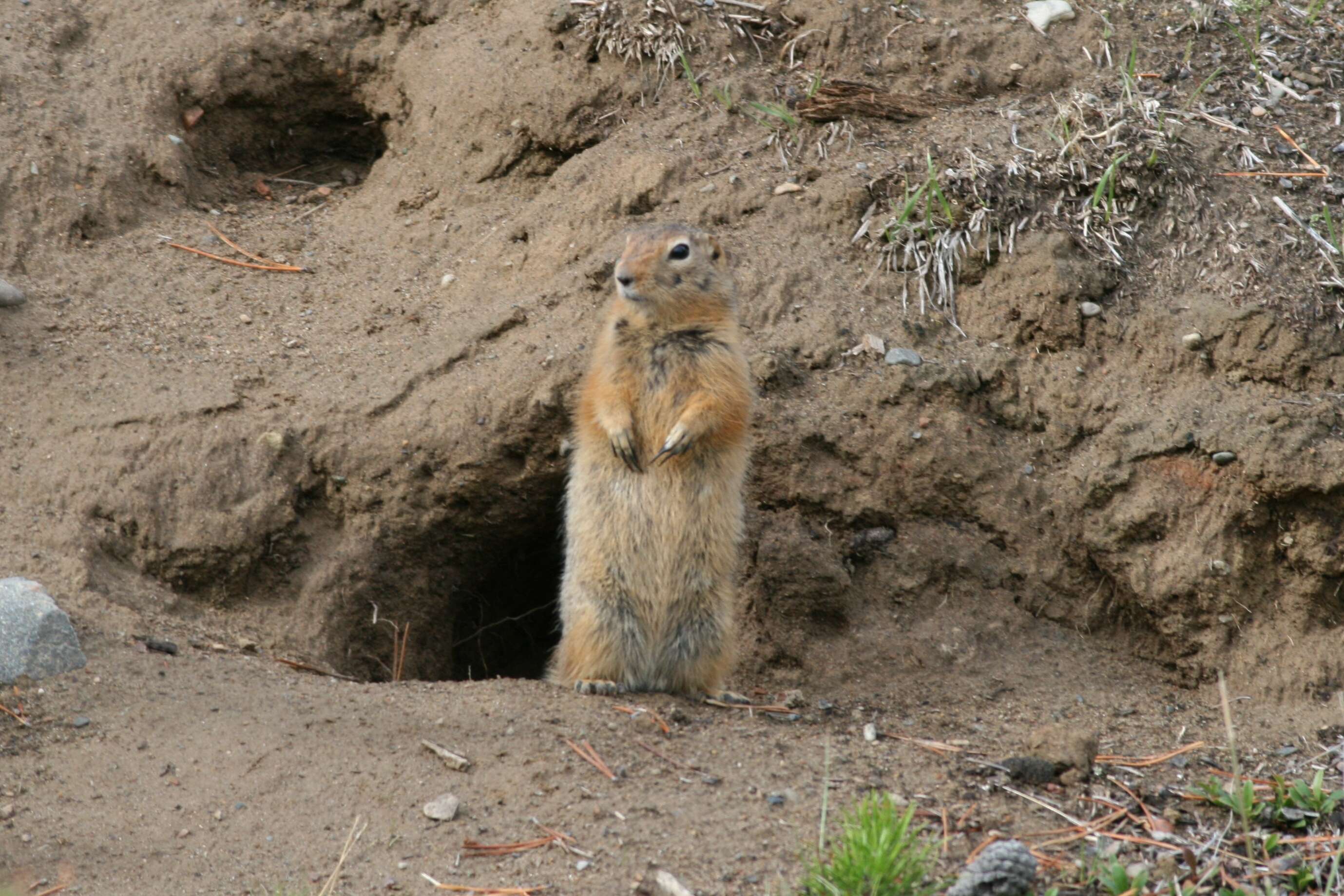 Image of Arctic ground squirrel