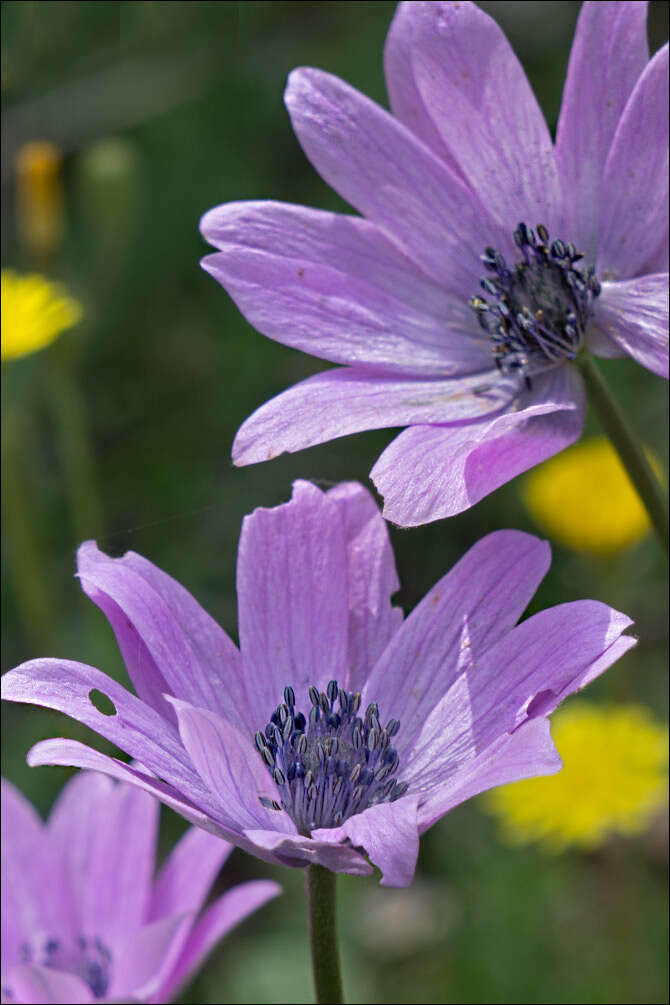 Image of broad-leaved anemone