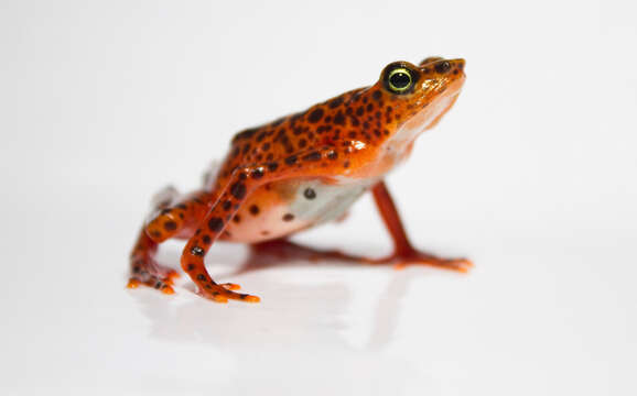 Image of harlequin frogs