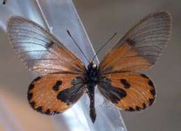 Image of Acraea eltringhami Joicey & Talbot 1921