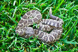 Image of Northern Pacific Rattlesnake