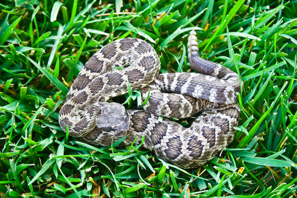 Crotalus oreganus helleri Meek 1905 resmi