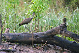 Image of limpkins