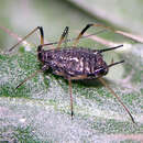 Image of Large Thistle Aphid