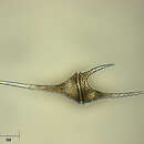 صورة Ceratium hirundinella