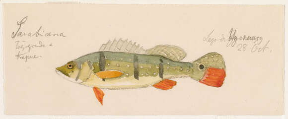 صورة Cichla temensis Humboldt 1821