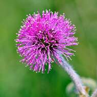 Image of Mimosa lanuginosa Burkart