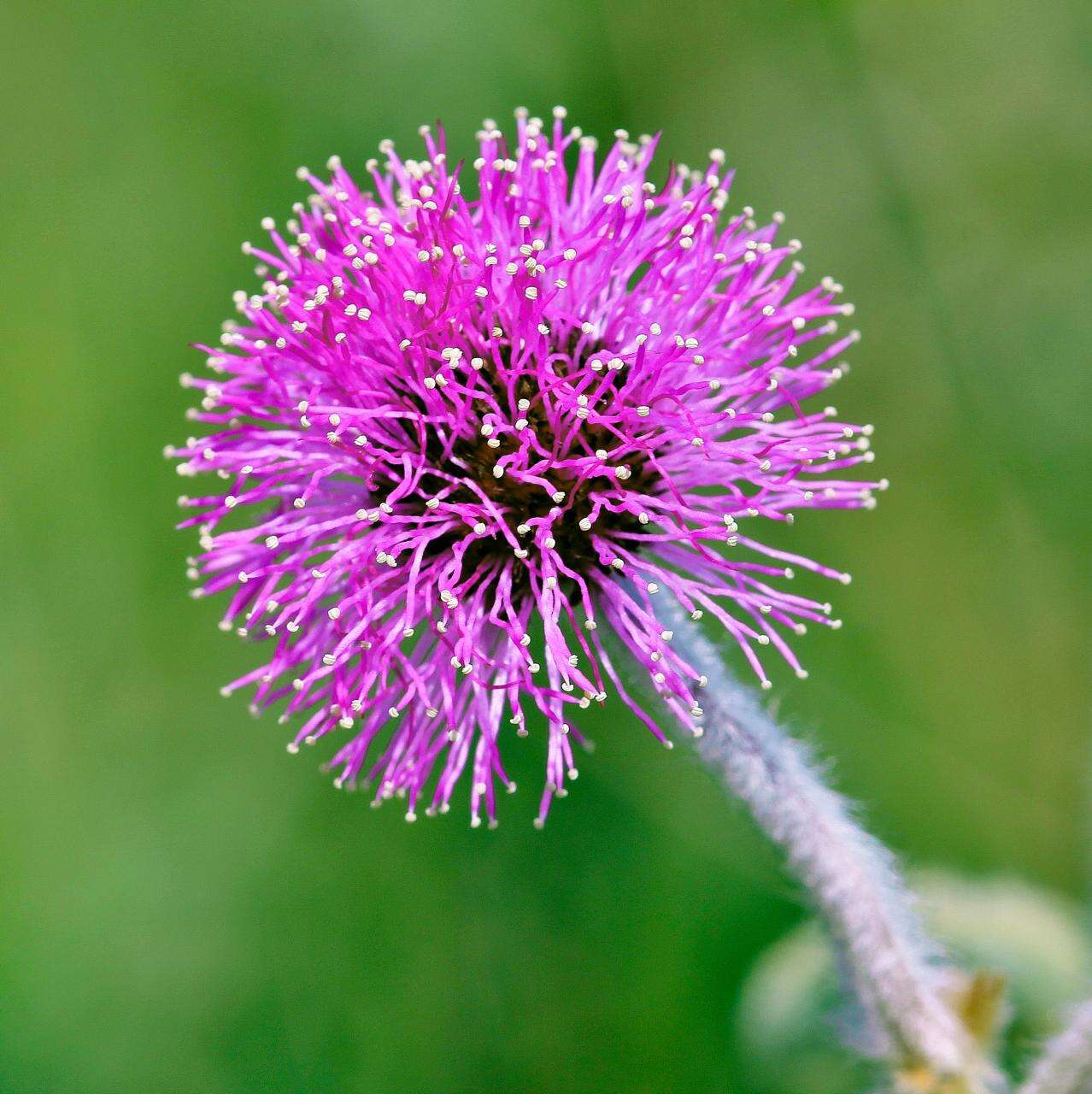 Image of Mimosa lanuginosa Burkart