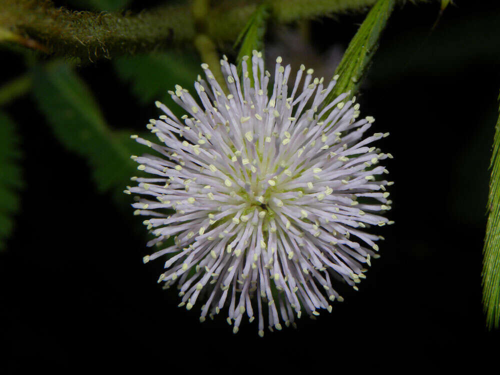 Image of sensitive plant