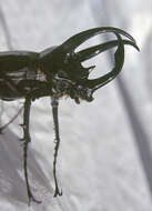 Image of Chalcosoma