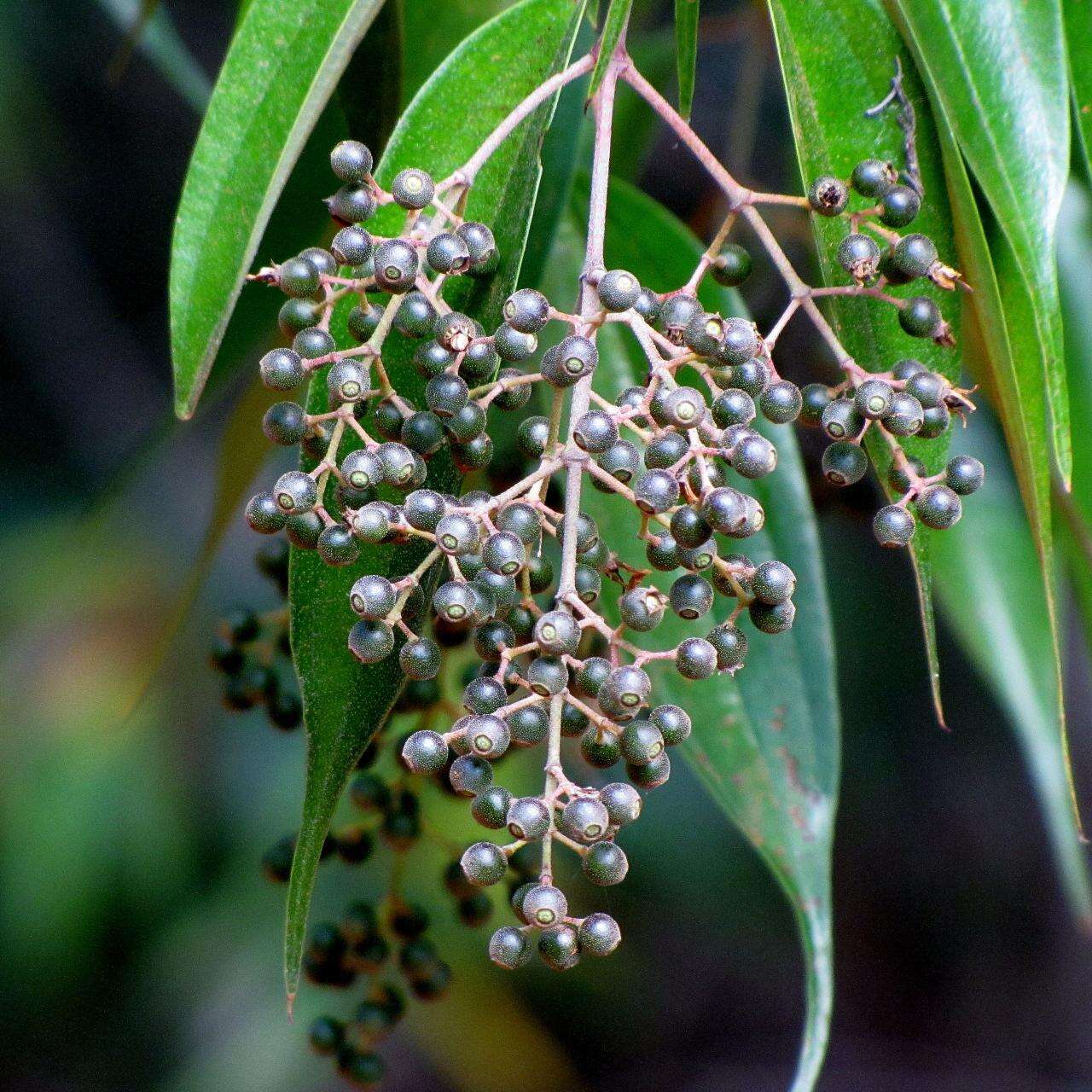 Image of Miconia cuspidata Naud.