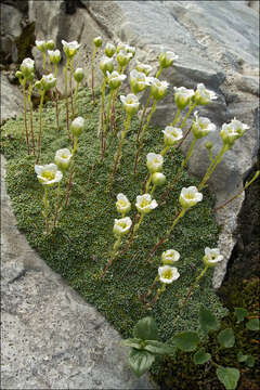 Imagem de Saxifraga squarrosa Sieber