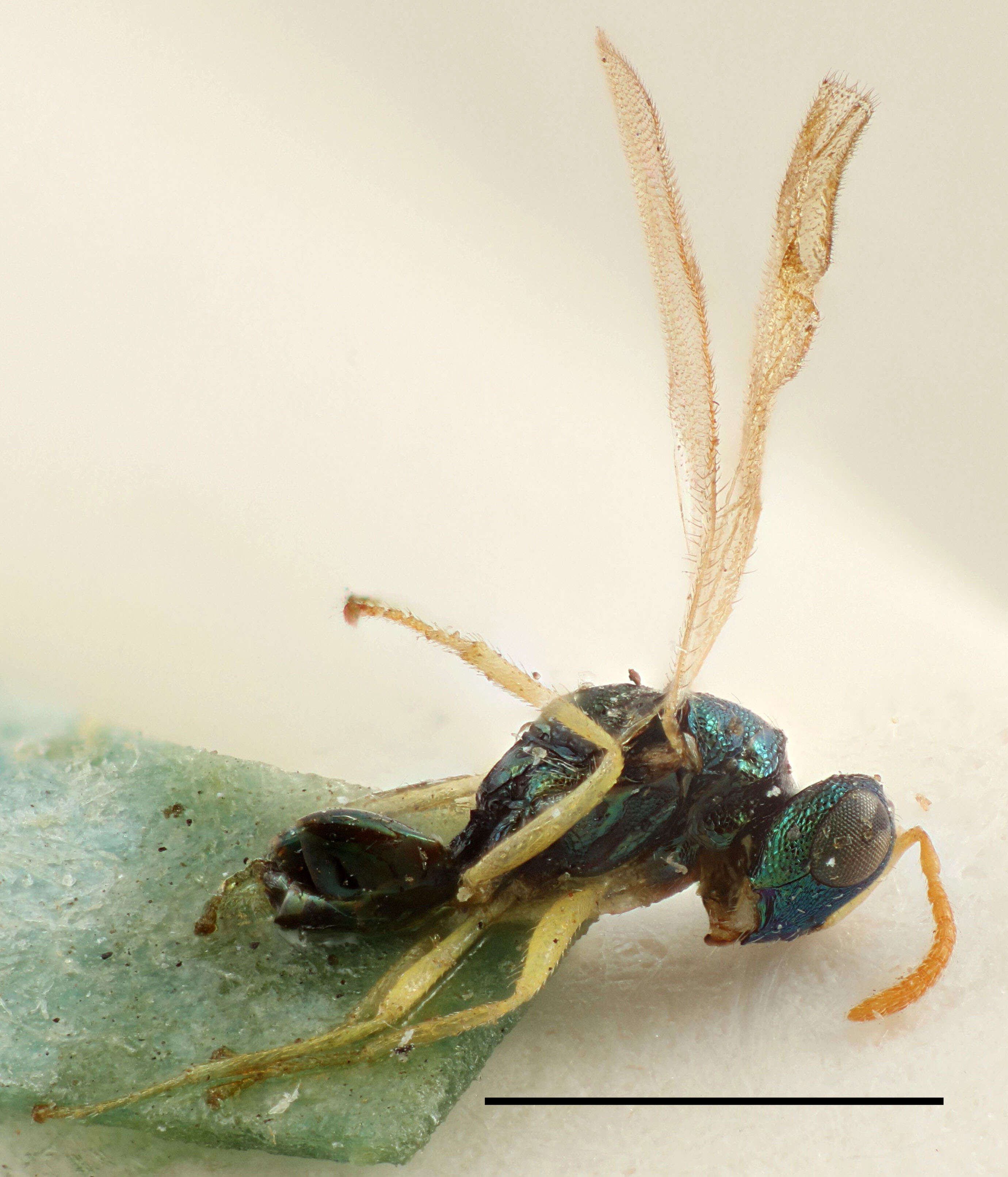 Image of Halticoptera