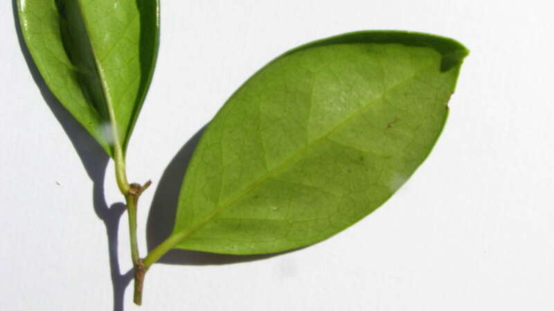 صورة Chaetocarpus