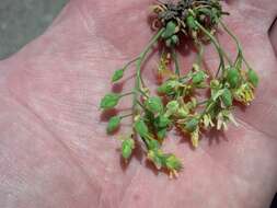 Image of globefruit draba