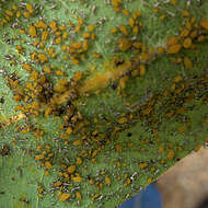 Image of Aphid