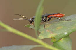 Image of Protichneumon grandis (Brulle 1846)