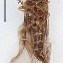 Image of Mastinomorphus obscurior Wittmer 1986