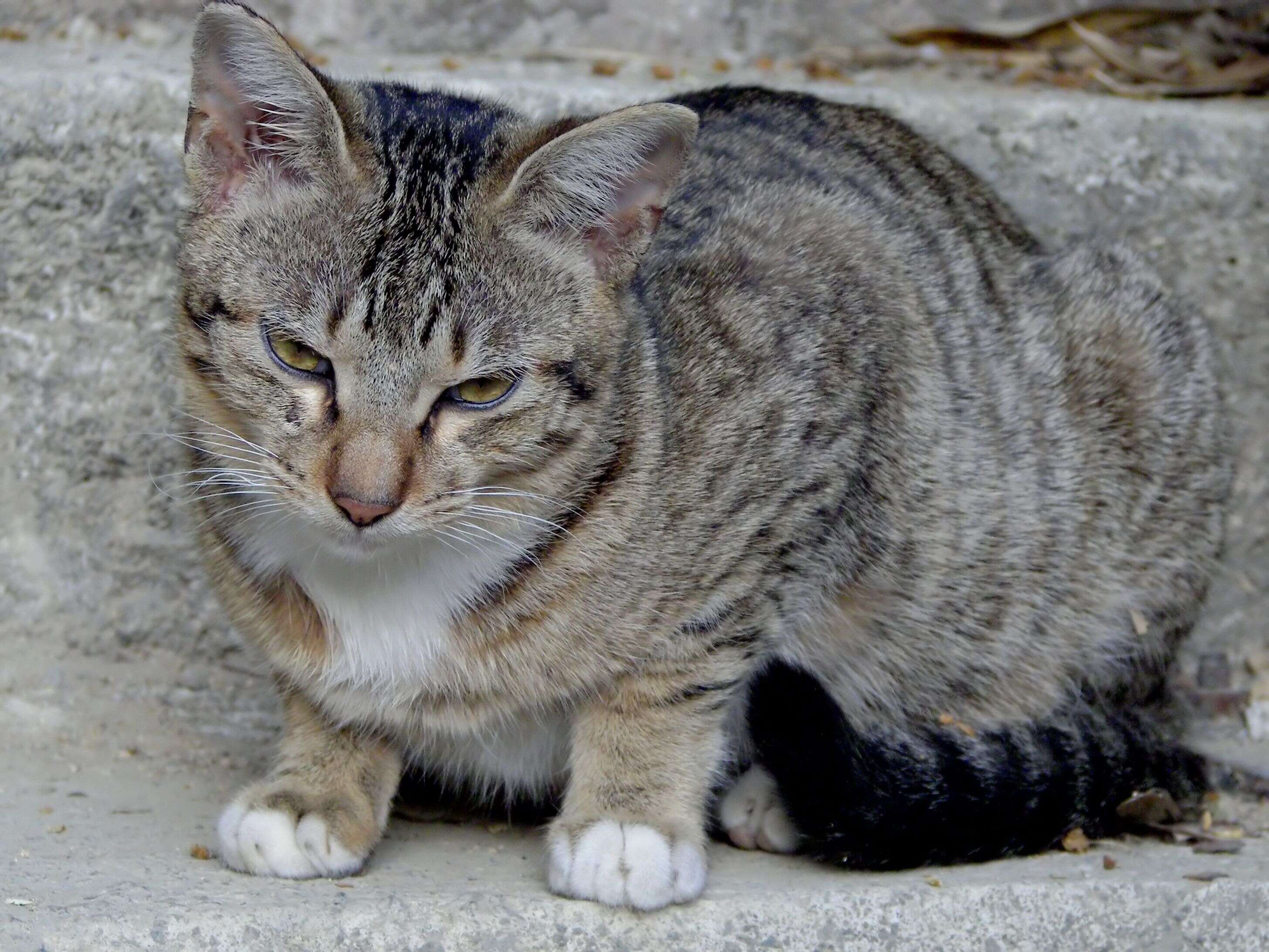 Image of Domestic Cat