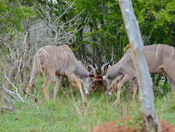 Image of Spiral-horned Antelope