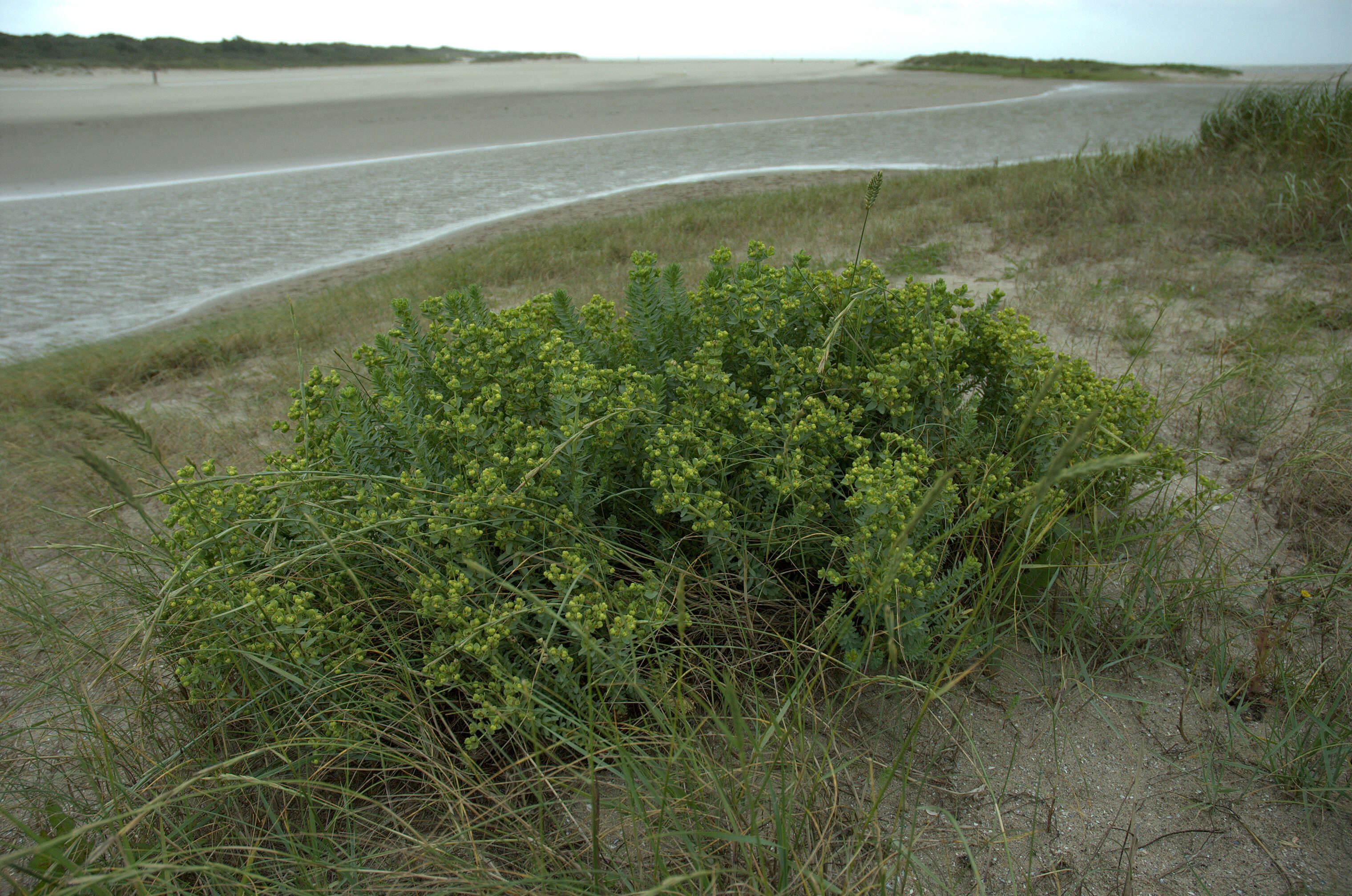 Plancia ëd Euphorbia paralias L.