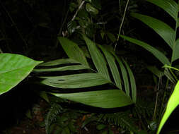 Image of Geonoma cuneata H. Wendl. ex Spruce