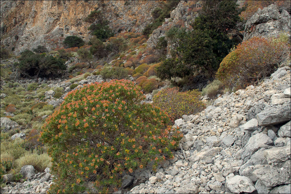 Слика од Euphorbia dendroides L.