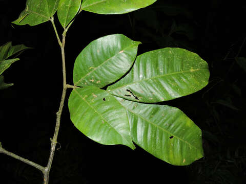 Image of Macrolobium costaricense W. C. Burger