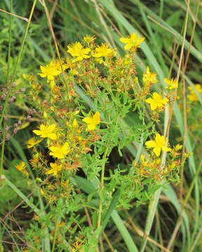 Image of St John's wort