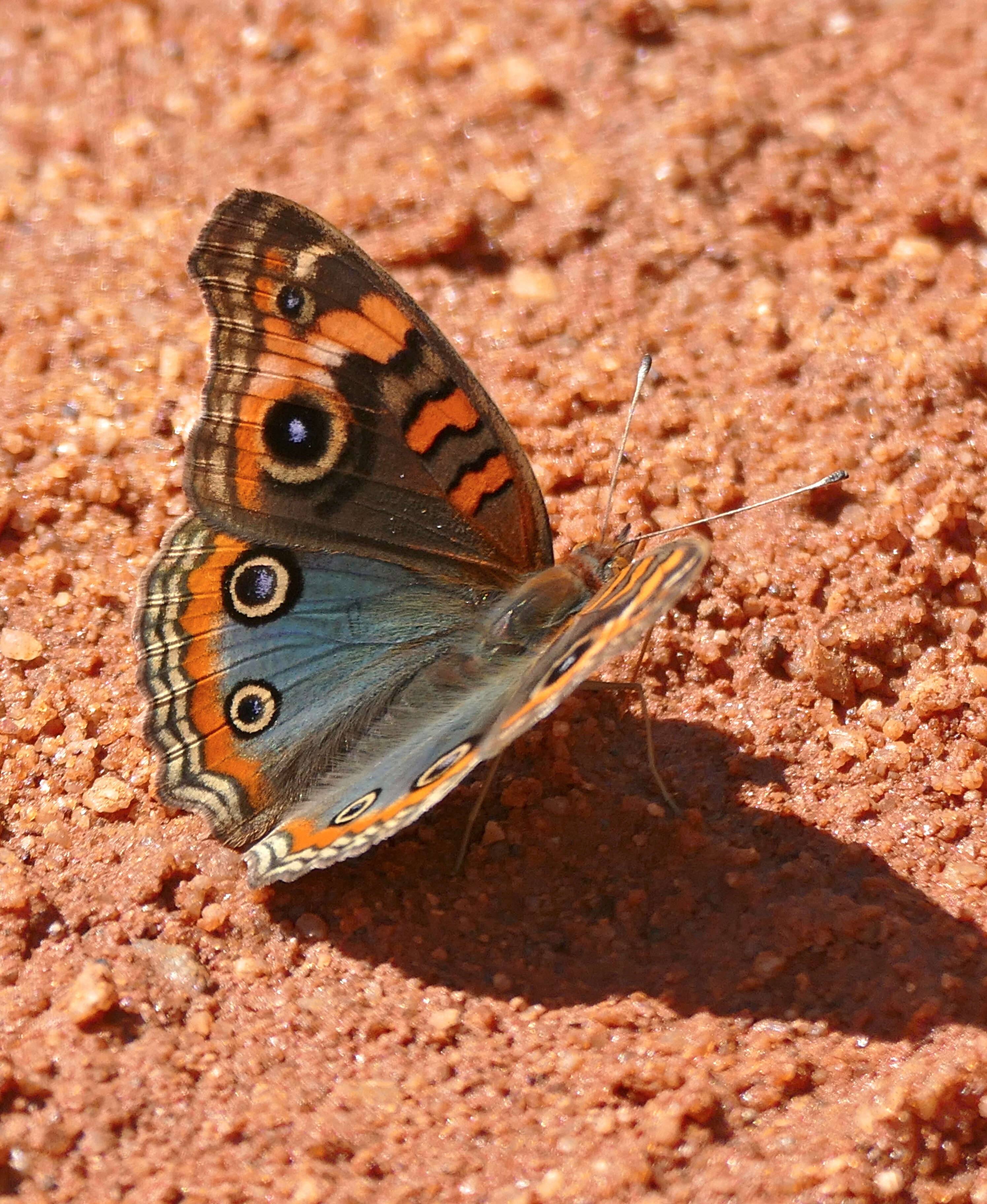 Plancia ëd Junonia evarete Cramer 1782