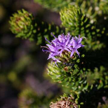 Image of Lychnophora rosmarinifolia Mart.