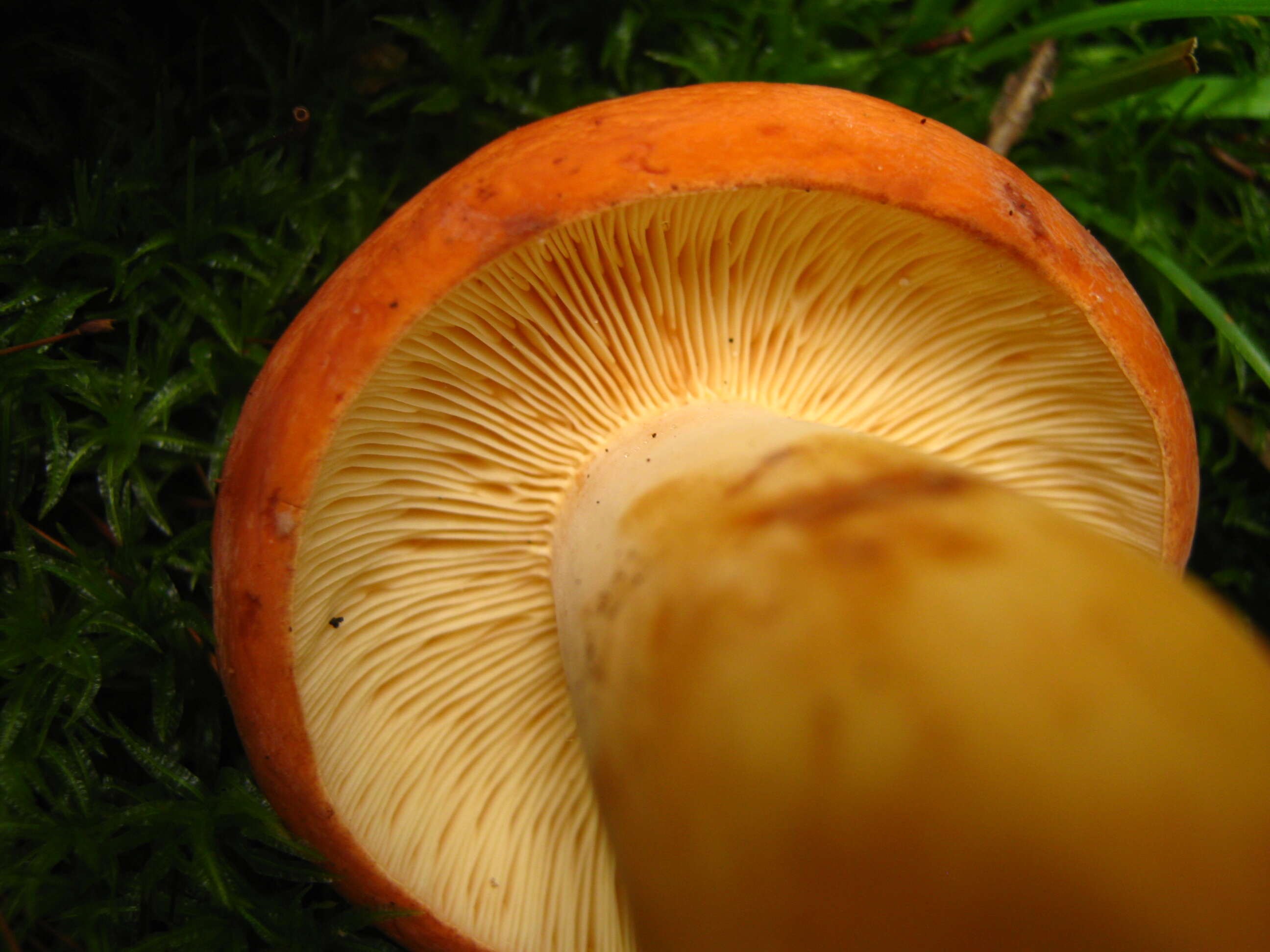 Image of Tawny Milkcap